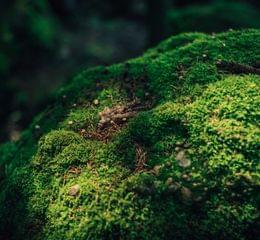 Torghele's Wald + Fluh - Wald Wellness im Hotel im Allgäu